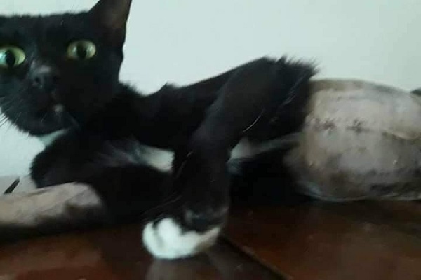 Blackie the cat recovering after her operation