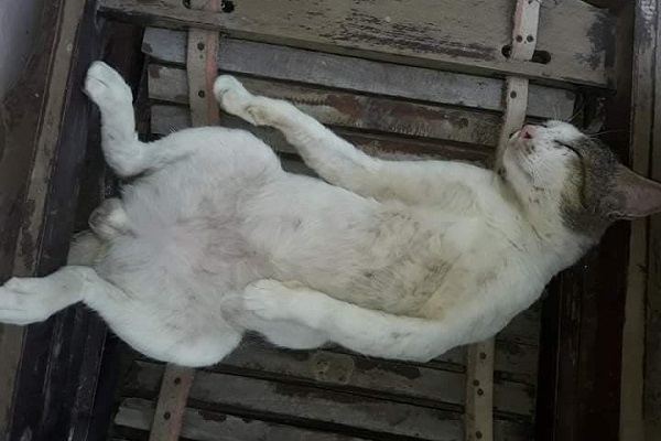 Scruffy the street cat