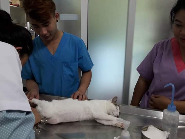 A stray cat being treated at the vet