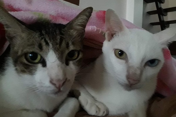Winston and Pepper the cats